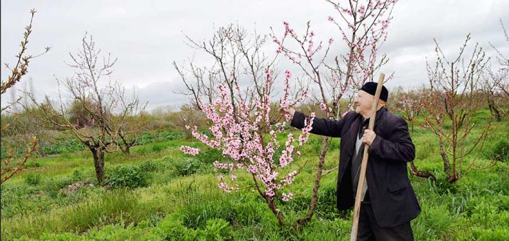 Yadigar Maharramov is confident that he will have double the hazelnut production during the next season. 